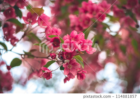 Fresh beautiful pink flowers of the apple tree blooming in the spring Fresh beautiful pink flowers of the apple tree blooming in the spring 114881857