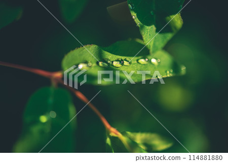 Plants in raindrops in the sun. Concept Summer, Spring, Nature Plants in raindrops in the sun. Concept Summer, Spring, Nature 114881880