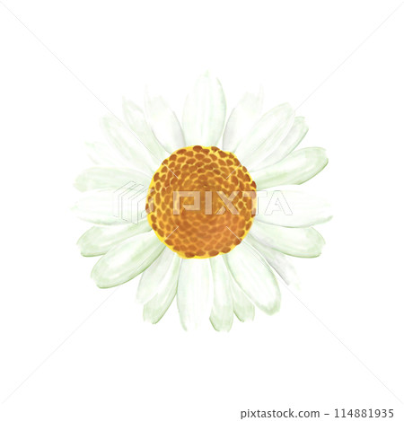 瑪格麗特花（水彩風格） 114881935