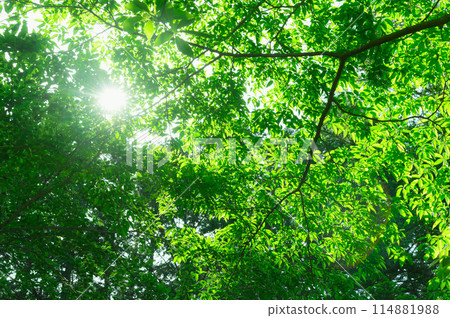 伊豆岳、新鮮的綠色植物和透過樹木的陽光（環境、生態、負離子、療癒圖像） 114881988