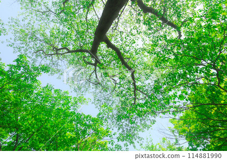 Izugatake - Fresh greenery and sunlight filtering through the trees (image of the environment, eco, negative ions, and healing) Izugatake - Fresh greenery and sunlight filtering through the trees (image of the environment, eco, negative ions, and healing) 114881990