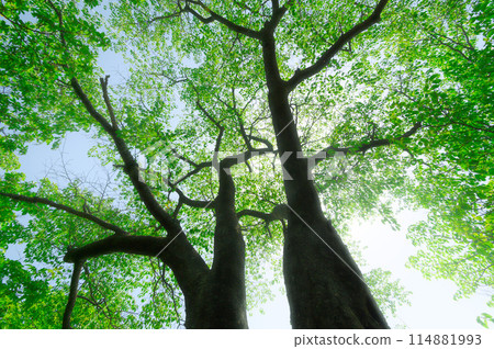 Izugatake - Fresh greenery and sunlight filtering through the trees (image of the environment, eco, negative ions, and healing) 114881993