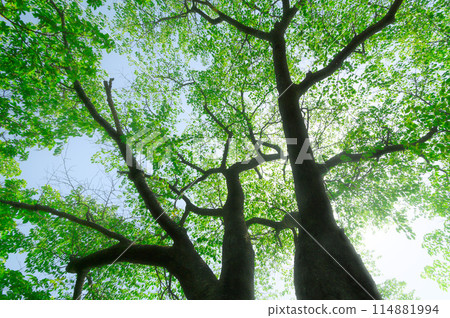 Izugatake - Fresh greenery and sunlight filtering through the trees (image of the environment, eco, negative ions, and healing) 114881994