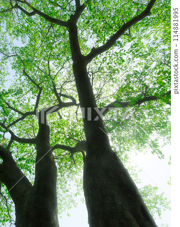 伊豆岳、新鮮的綠色植物和透過樹木的陽光（環境、生態、負離子、療癒圖像） 114881995