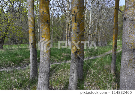 aspen grove in spring 114882460