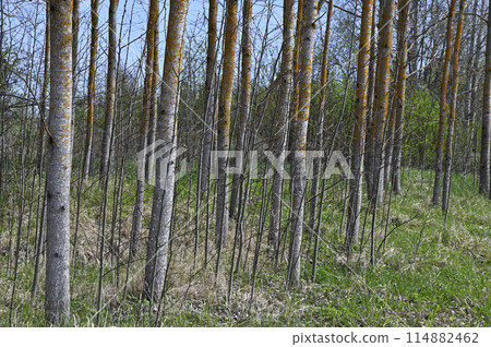 aspen grove in spring 114882462