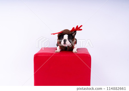 Studio shot of an adorable Boston Terrier sitting on white brick black background. Studio shot of an adorable Boston Terrier sitting on white brick black background. 114882661