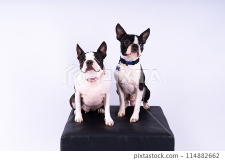 Studio shot of an adorable Boston Terrier sitting on white brick black background. Studio shot of an adorable Boston Terrier sitting on white brick black background. 114882662