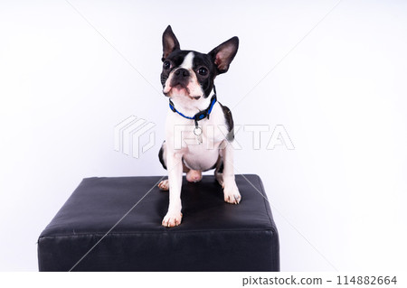 Studio shot of an adorable Boston Terrier sitting on white brick black background. Studio shot of an adorable Boston Terrier sitting on white brick black background. 114882664
