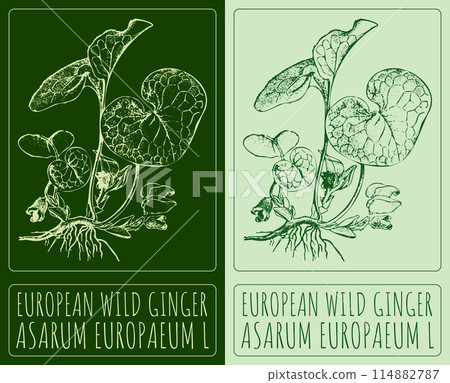 Vector drawing EUROPEAN WILD GINGER. Hand drawn illustration. The Latin name is ASARUM EUROPAEUM L 114882787