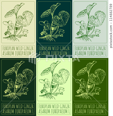 Set of vector drawing EUROPEAN WILD GINGER in various colors. Hand drawn illustration. The Latin name is ASARUM EUROPAEUM L. Set of vector drawing EUROPEAN WILD GINGER in various colors. Hand drawn illustration. The Latin name is ASARUM EUROPAEUM L. 114882789