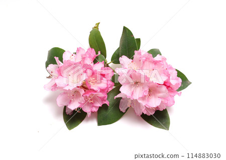 在白色背景上的杜鵑花 114883030