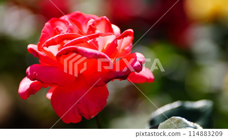 Red Roses Ingrid Bergman 114883209