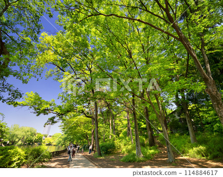 Shakujii Park, Shakujii Pond, Tokyo 114884617