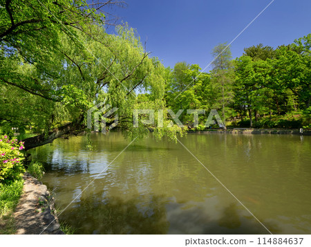 Shakujii Park, Shakujii Pond, Tokyo 114884637