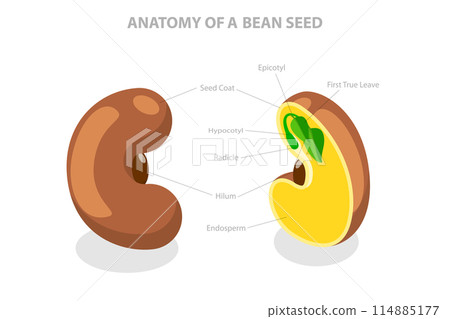 3D Isometric Flat  Conceptual Illustration of Anatomy Of A Bean Seed, Educational Labelled Diagram 114885177