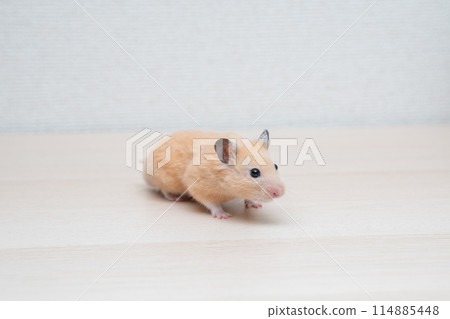 hamster small animal pet cute 114885448
