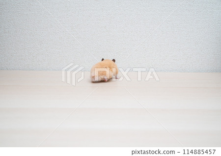 倉鼠 小動物 寵物 可愛 114885457