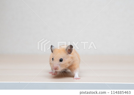 倉鼠 小動物 寵物 可愛 114885463