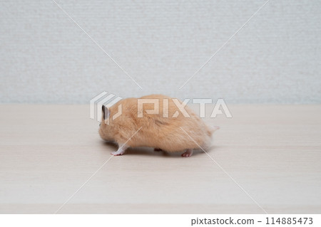 倉鼠 小動物 寵物 可愛 倉鼠 小動物 寵物 可愛 114885473