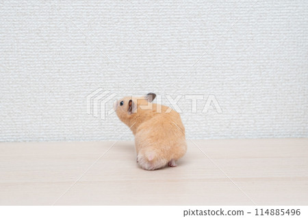 倉鼠 小動物 寵物 可愛 114885496