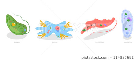 Flat  Conceptual Illustration of Protozoa Division, Educational Schema 114885691