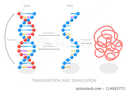 3D Isometric Flat  Illustration of Transcription And Translation , DNA Directed Synthesis of RNA 114885771