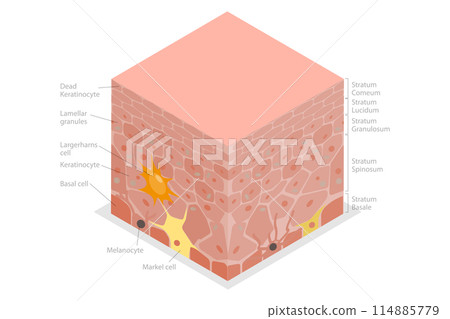3D Isometric Flat Illustration of Epidermis Anatomy, Educational Medical Diagram 3D Isometric Flat Illustration of Epidermis Anatomy, Educational Medical Diagram 114885779