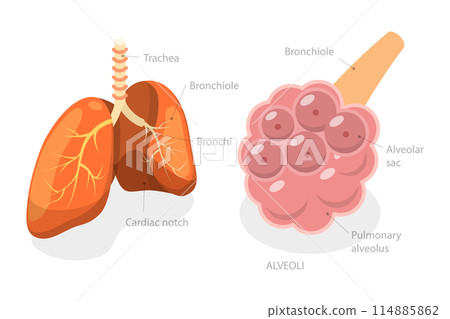 3D Isometric Flat Illustration of Pulmonary Alveolus, Gas Exchange in Lungs 3D Isometric Flat Illustration of Pulmonary Alveolus, Gas Exchange in Lungs 114885862