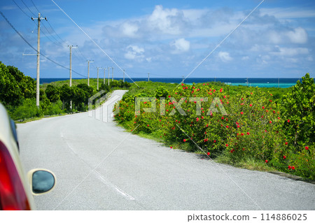 行駛在沖繩開滿芙蓉花的道路上 114886025