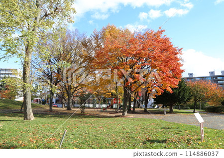福住小川公園的秋葉 福住小川公園的秋葉 114886037