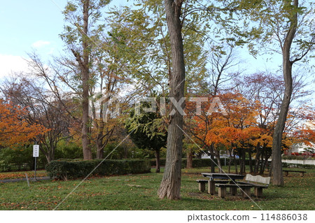 福住小川公園的秋天 福住小川公園的秋天 114886038