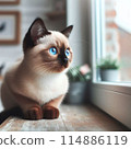 A cat looking up 114886119
