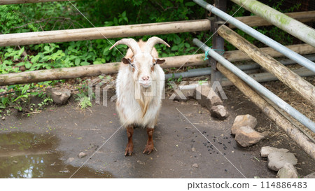 A goat with impressive horns and beard 114886483