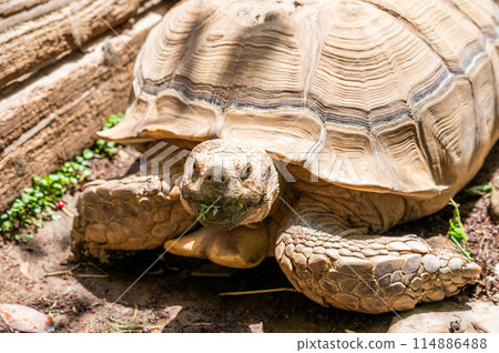 Tortoise basking in the sun in the garden Tortoise basking in the sun in the garden 114886488