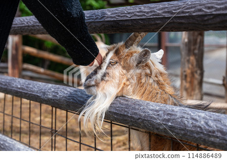 Petting corner at the zoo, goats Petting corner at the zoo, goats 114886489