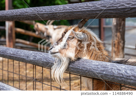 Long-bearded goat Long-bearded goat 114886490