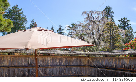 A giant weeping cherry tree seen from Fujita Memorial Garden, Aomori Prefecture A giant weeping cherry tree seen from Fujita Memorial Garden, Aomori Prefecture 114886500