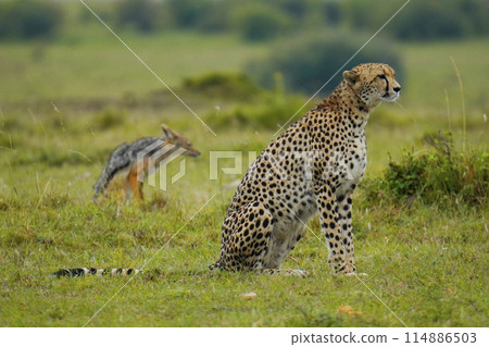 獵豹和黑背豺 獵豹和黑背豺 114886503