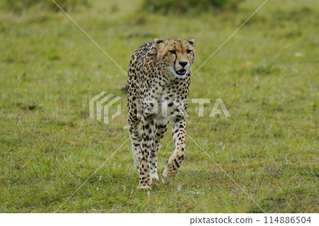 獵豹 獵豹 114886504