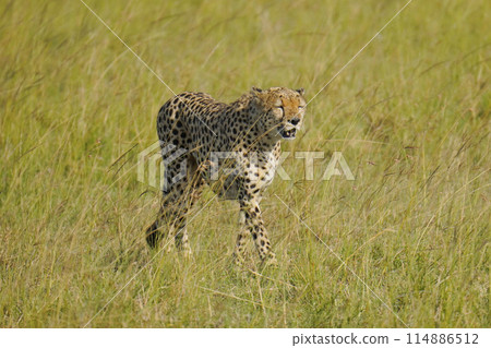  獵豹 114886512