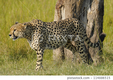 Cheetah Cheetah 114886515