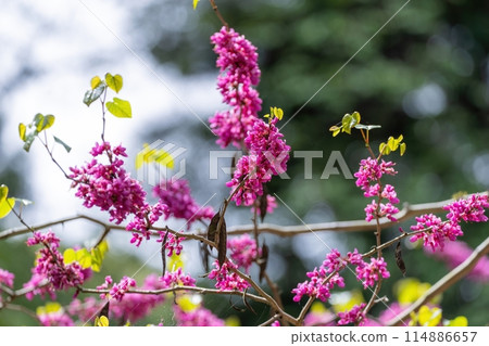 A quietly blooming redbud in full bloom A quietly blooming redbud in full bloom 114886657