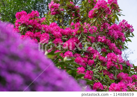 Red rhododendron flowers in full bloom seen through colorful moss pinks Red rhododendron flowers in full bloom seen through colorful moss pinks 114886659