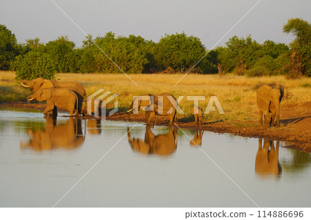 African elephant at the waterhole 114886696