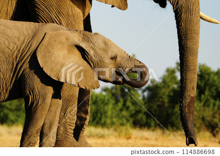 African elephant at the waterhole 114886698