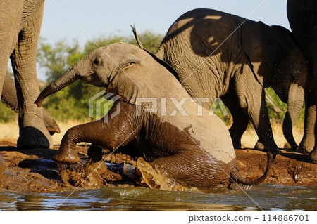 非洲像在水坑裡 114886701