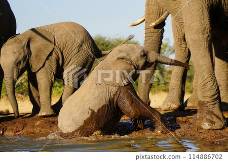 African elephant at the waterhole 114886702