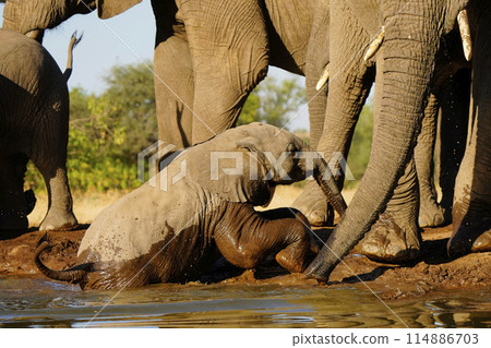 African elephant at the waterhole 114886703