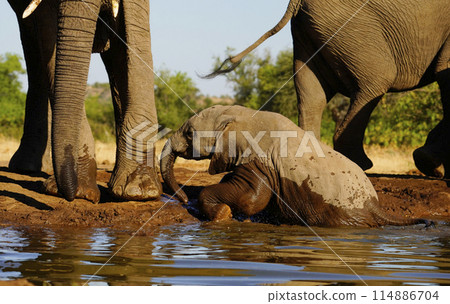 African elephant at the waterhole 114886704